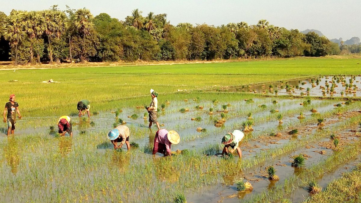El conreu de l’arròs a Hpa-An és fonamental per a la subsistència de moltes famílies.