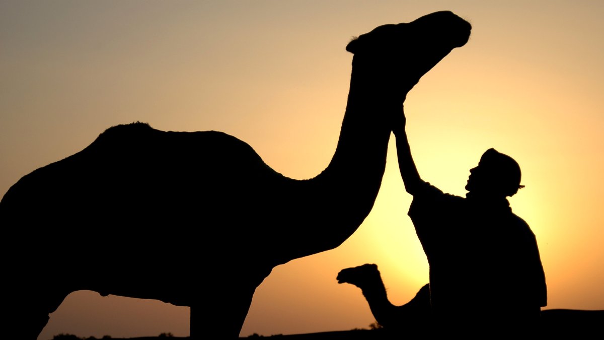 El camell és un aliat indispensable per a la supervivència dels pobles nòmades del Sàhara.