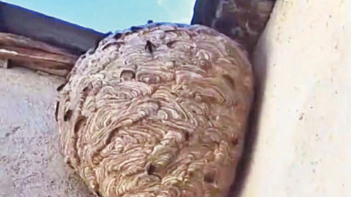 Un niu de vespa asiàtica.