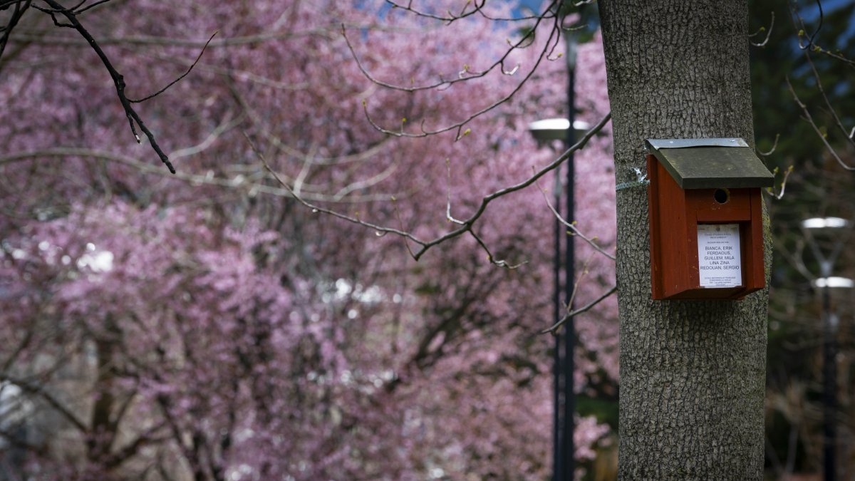 Una caixa-niu d'ocells a Andorra la Vella fetes per alumnes de les escoles de la parròquia.