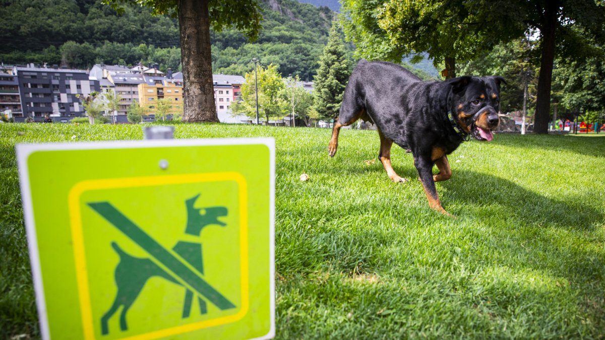Un total de 37 expedients han estat per infraccions relacionades amb la tinença de gossos.