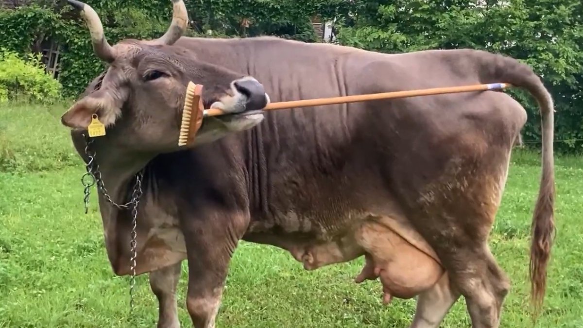 Una vaca es grata el cul amb una escombra.