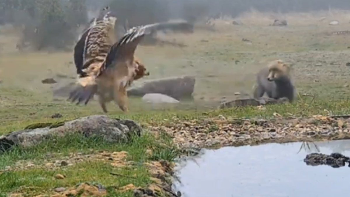 Una àguila imperial ibèrica s'enfronta a una guineu.