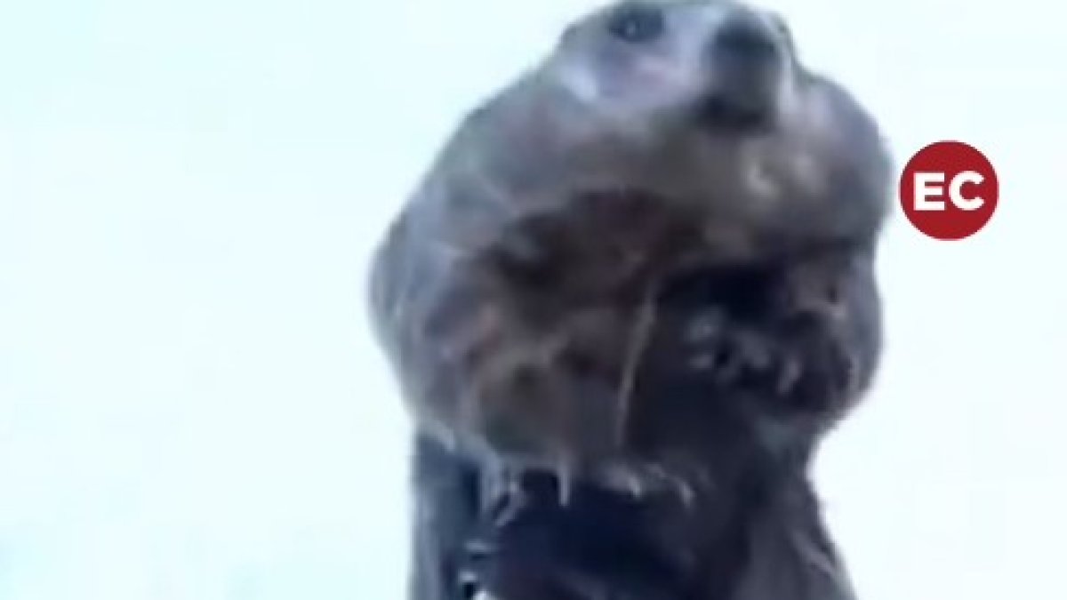 La marmota Phil prediu quan durarà l'hivern.