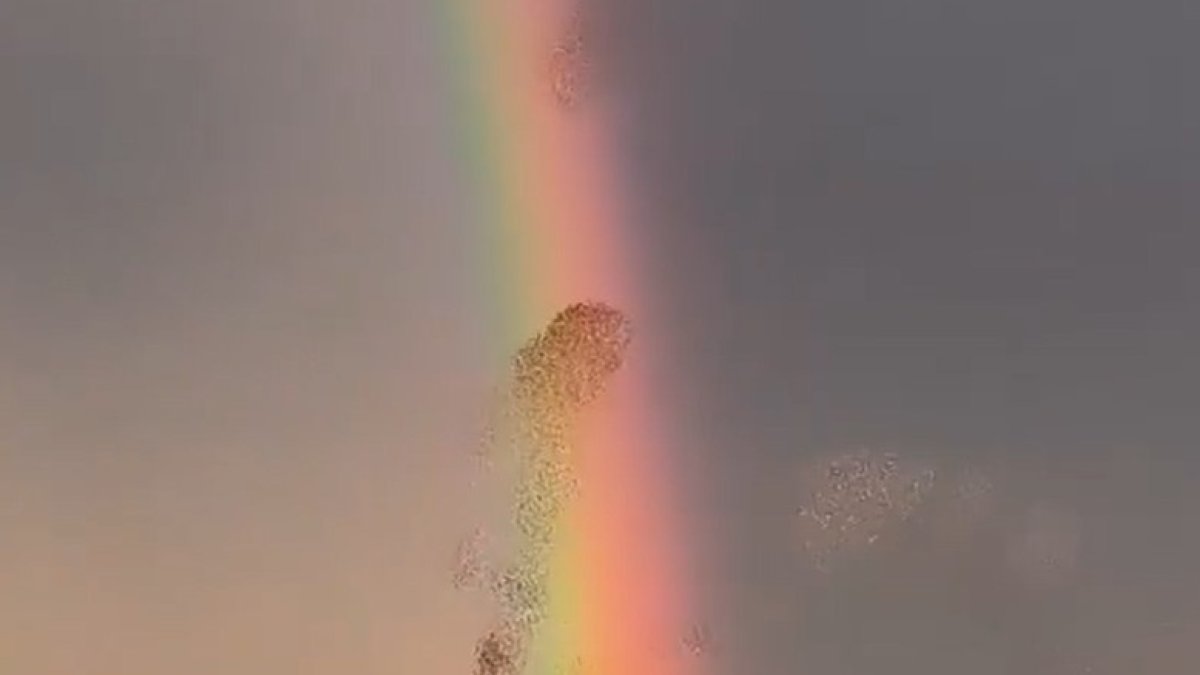 Bandada d'estornins sobrevolen el cel d'Osca.