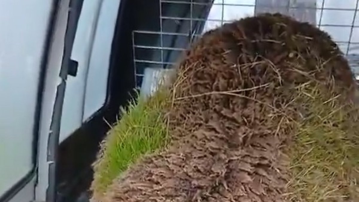 Una ovella a la qual li creix herba per les pluges a l'esquena.