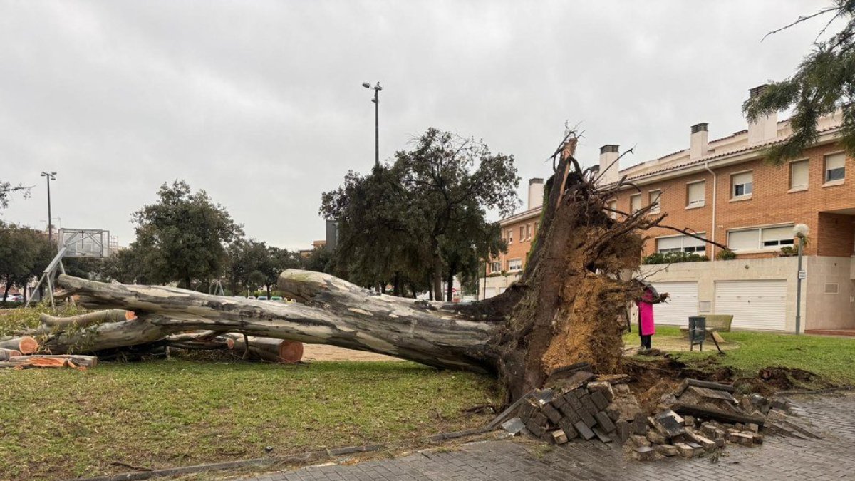 Un arbre cau a Castelldefels.