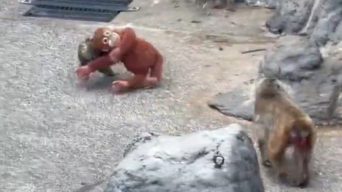 El mico Punch té dificultats per integrar-se a un zoo del Japó.