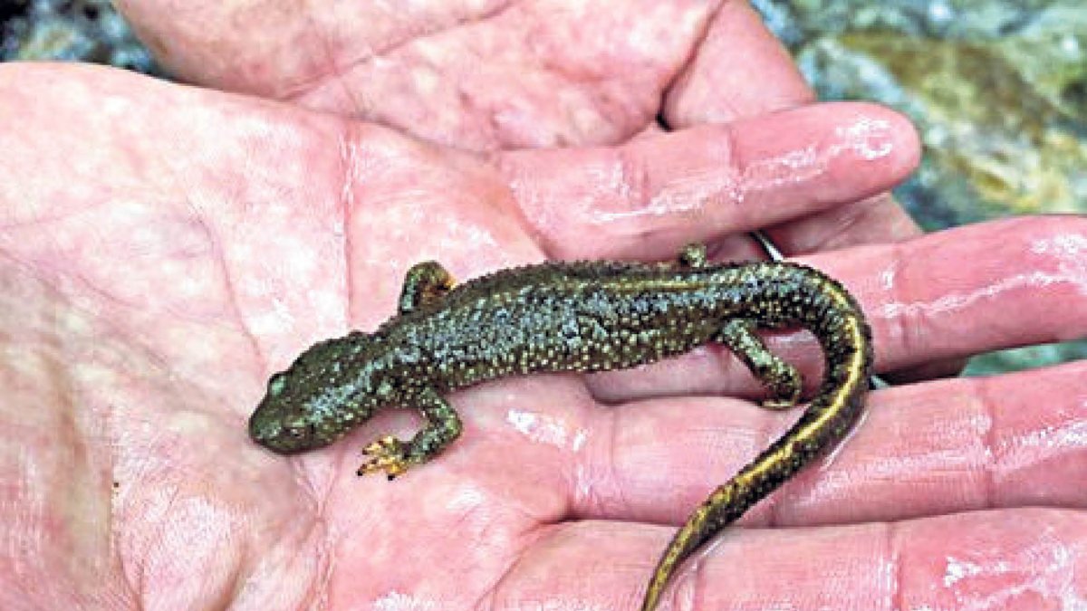 El tritó pirinenc, un dels amfibis més representatius d’Andorra.