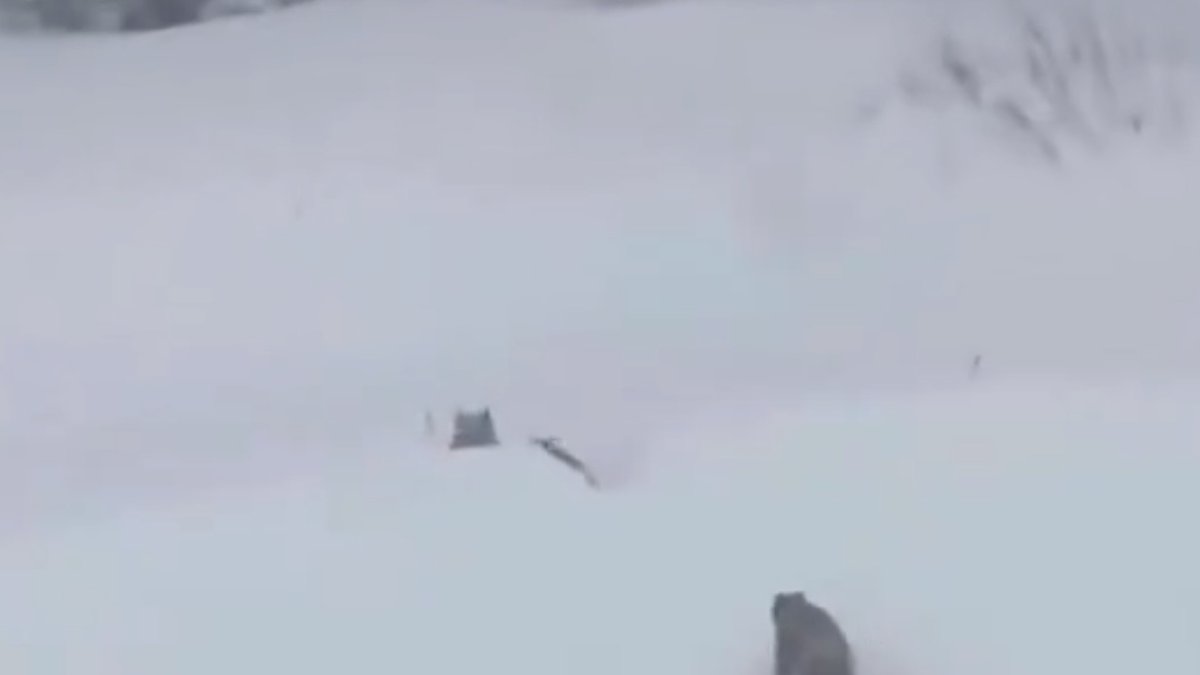 Una ossa i les seves dues cries irrompen en una pista d’esquí a Califòrnia