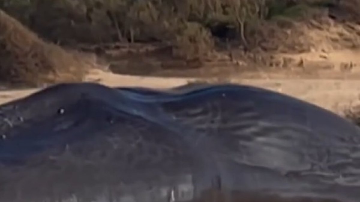 Localitzat mort un catxalot de 18 metres prop de la Franja de Gaza.