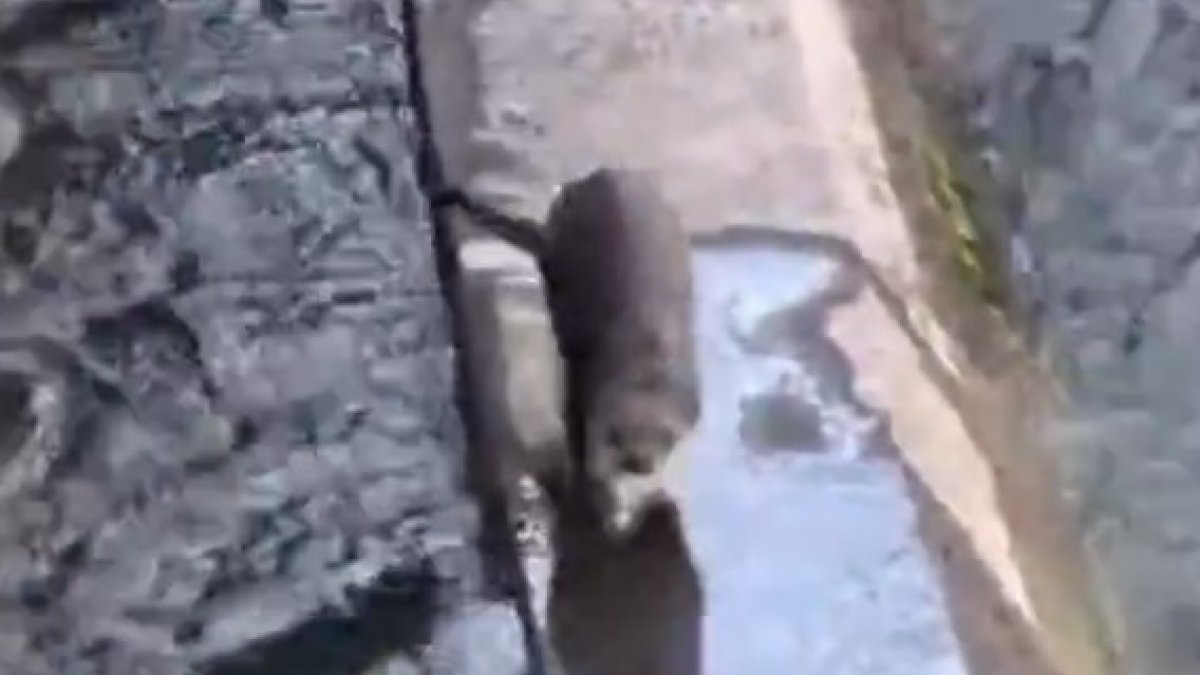 Una nútria a Andorra, captada pels banders.