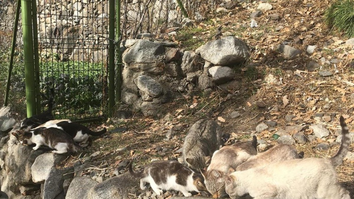 Una colònia de gats que s’alimenten al carrer.