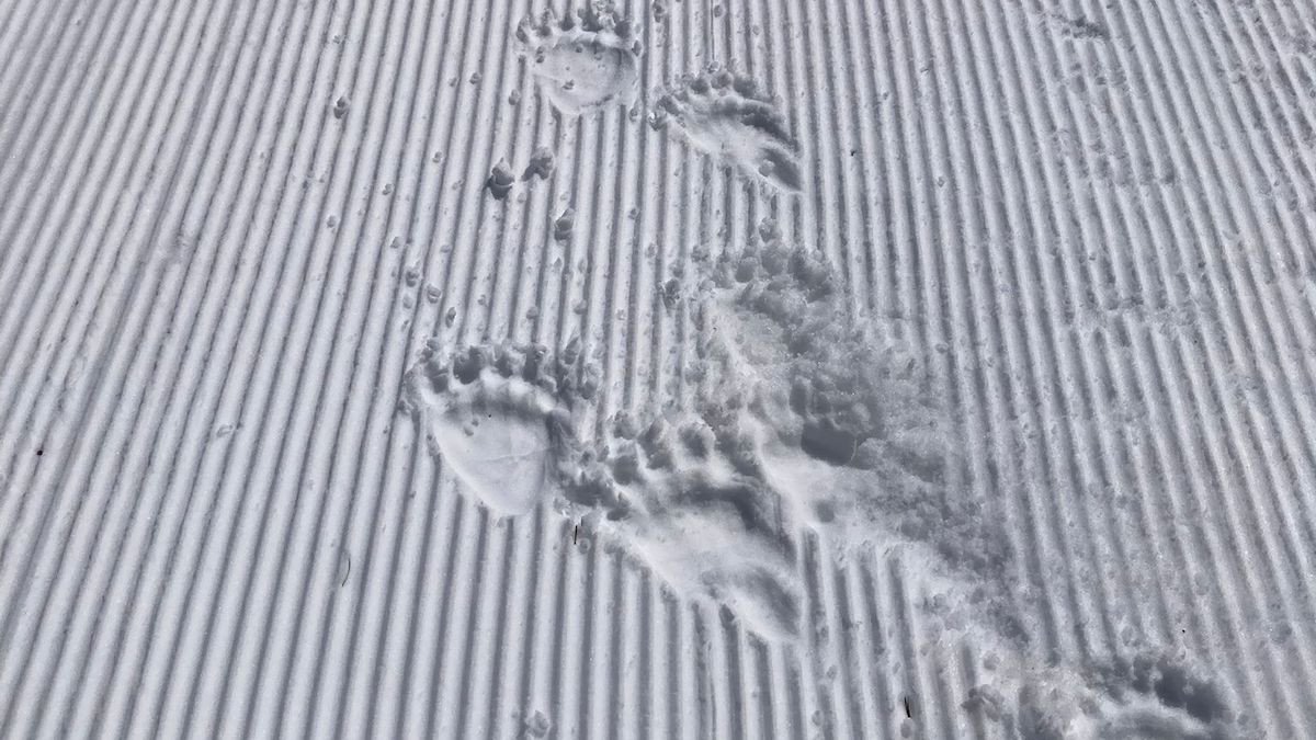 Uns esquiadors graven una ossa amb dos cadells a Tavascan.