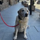 Gos genotipat a l'Av Sant Antoni.