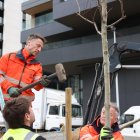 Operaris d'Escaldes plantant un dels 63 arbres.