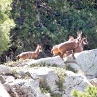 Un grup d’isards.