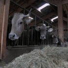 Explotació ramadera bovina.