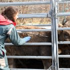 Un veterinari administrant un vaccí contra la dermatosi nodular contagiosa a una vaca.