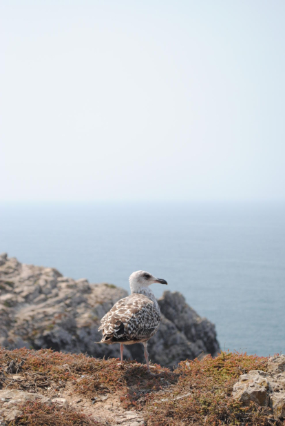 Un ocell mira a  l'horitzó del mar de l'Algarve en aquesta imatge que ha realitzat l'Isaac Mayola.