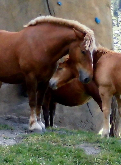 Als Cortals d'Encamp hi ha cavalls que pasturen a diferents prats. En Giovanni ens envia aquesta imatge tendra d'un poltre i l'euga.