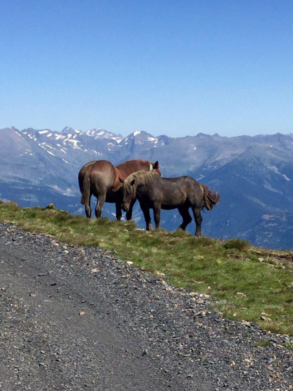 En Josep Anton López va captar aquesta instantània d'uns cavalls a Camp Ramonet amb les muntanyes d'Andorra de fons, les quals encara conservaven una mica de neu quan es va fer la fotografia el juliol passat.