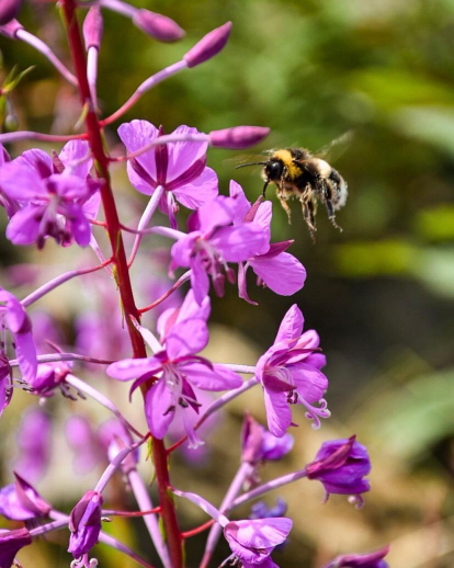 Eric Boix, Canillo. Un petit detall d'un racó del Principat, recollit per l'Eric Boix a Canillo, amb la senzilla bellesa d'una abella aprofitant l'esplendor de l'explosió de flors que regala l'estiu.