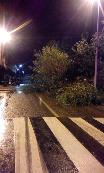 Els arbres han quedat per la calçada per l'esllavissada