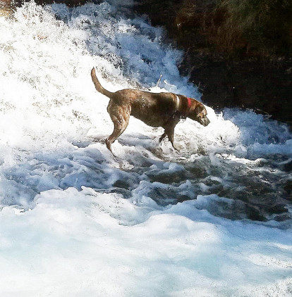 El riu Pollòs, al seu pas pel Parc Natural del Comapedrosa, és un dels escenaris preferits a l'estiu pels gossos de Joan Zurano. En aquesta imatge la Babe es refresca de la intensa calor.