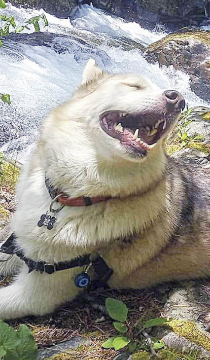 L'Aslan, el gos del Jon Zurano, és un amant de les tardes estivals al país. La imatge mostra com gaudeix d'una bona tarda al riu Pollós, a Arinsal, on es refresca per treure's tota la calor de sobre.