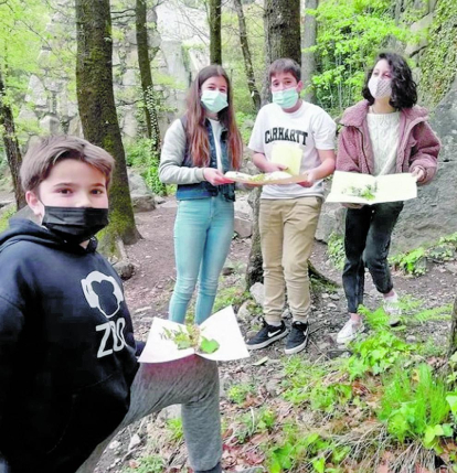 Els 4 alumnes de 1r d'ESO del col·legi Mare Janer que no estan confinats van aprofitar per recollir plantes al seu bosc i premsar-les, dins l'assignatura de Biologia i Geologia.