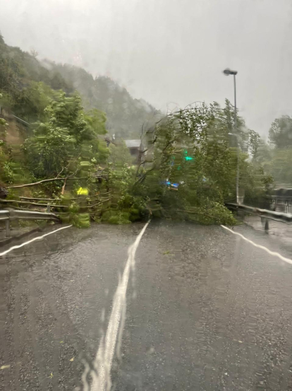 L'arbre caigut entre la Massana i Ordino