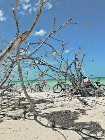 Un cel blau i platges de revista fan pensar en la Riviera Maya i aquesta fotografia concretament és de l'illa de Holbox. Un oasi en l'espectacular Mèxic que fa que es vulgui agafar una bicicleta per recórrer la costa.