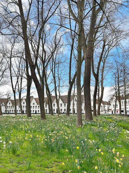 La Paula Pla ens fa arribar aquesta imatge de Bruges, a l'extrem nord-oest de Bèlgica. “El verd i les flors, combinats amb el blau del cel i les cases de fons deixen tota una postal”, manifesta la lectora.