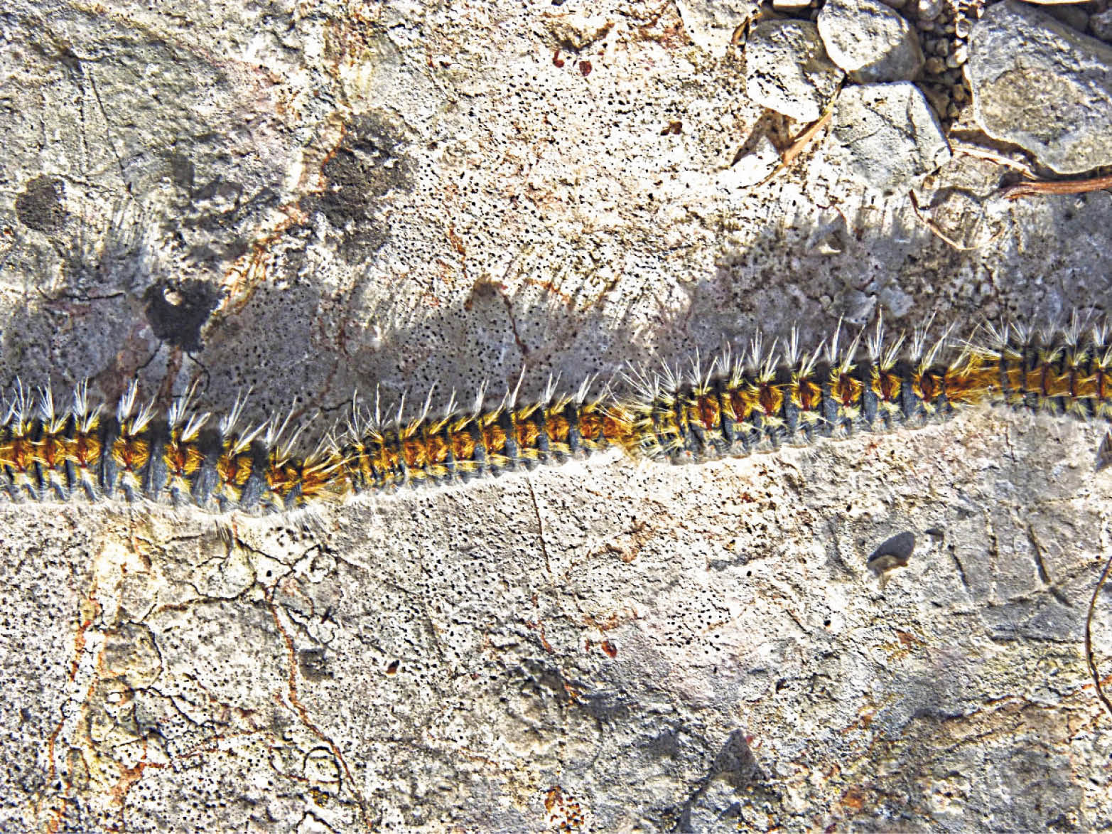 At each stage, the caterpillars grow and change color
