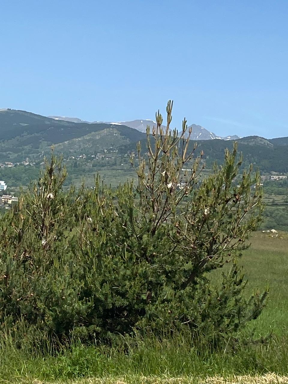 A pine tree with a processionary in Canillo.