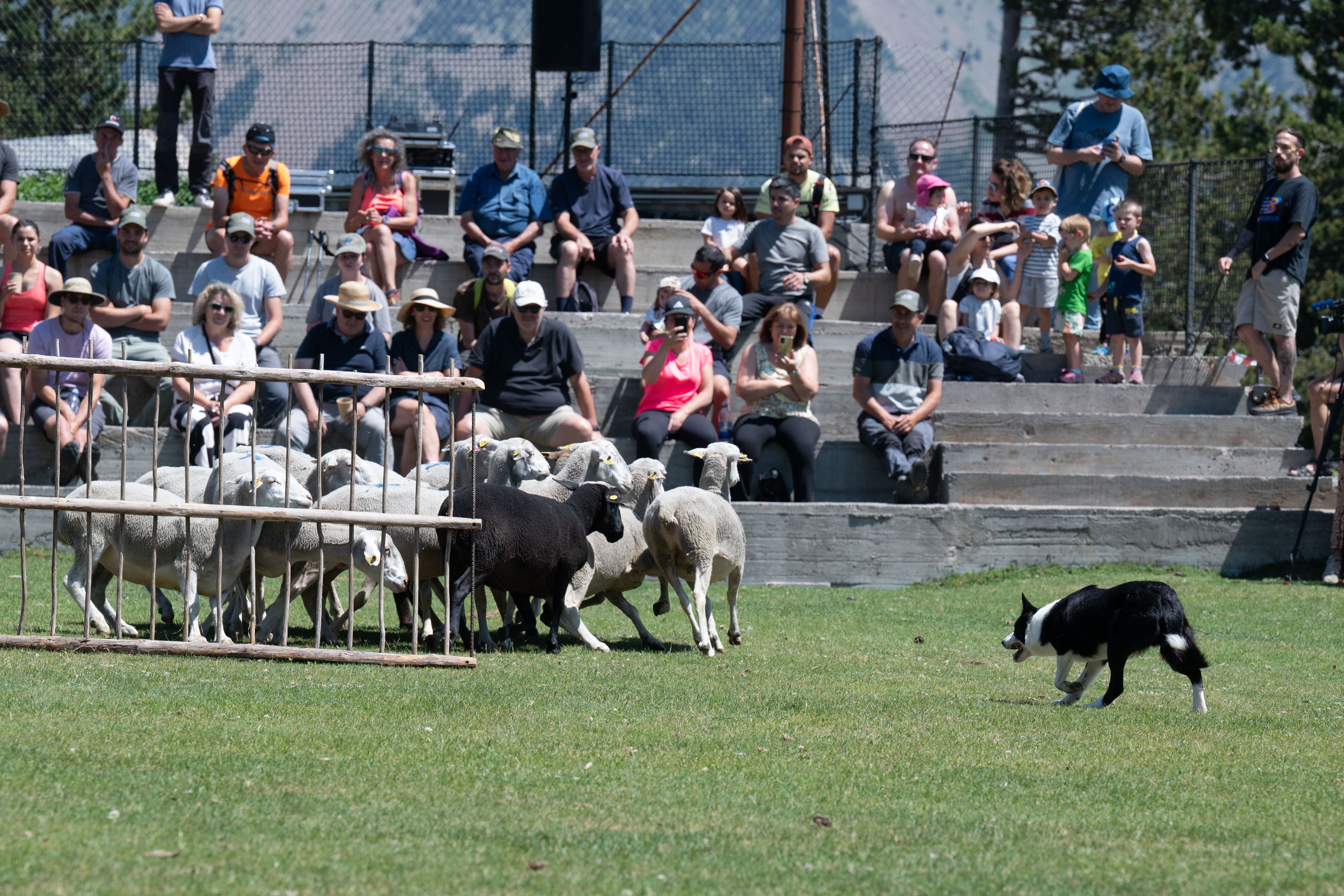 Moments from the second edition of the Transhumance Festival.